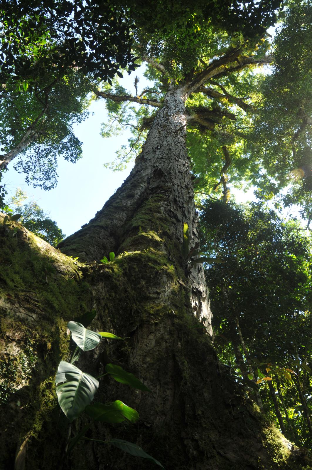 cedro