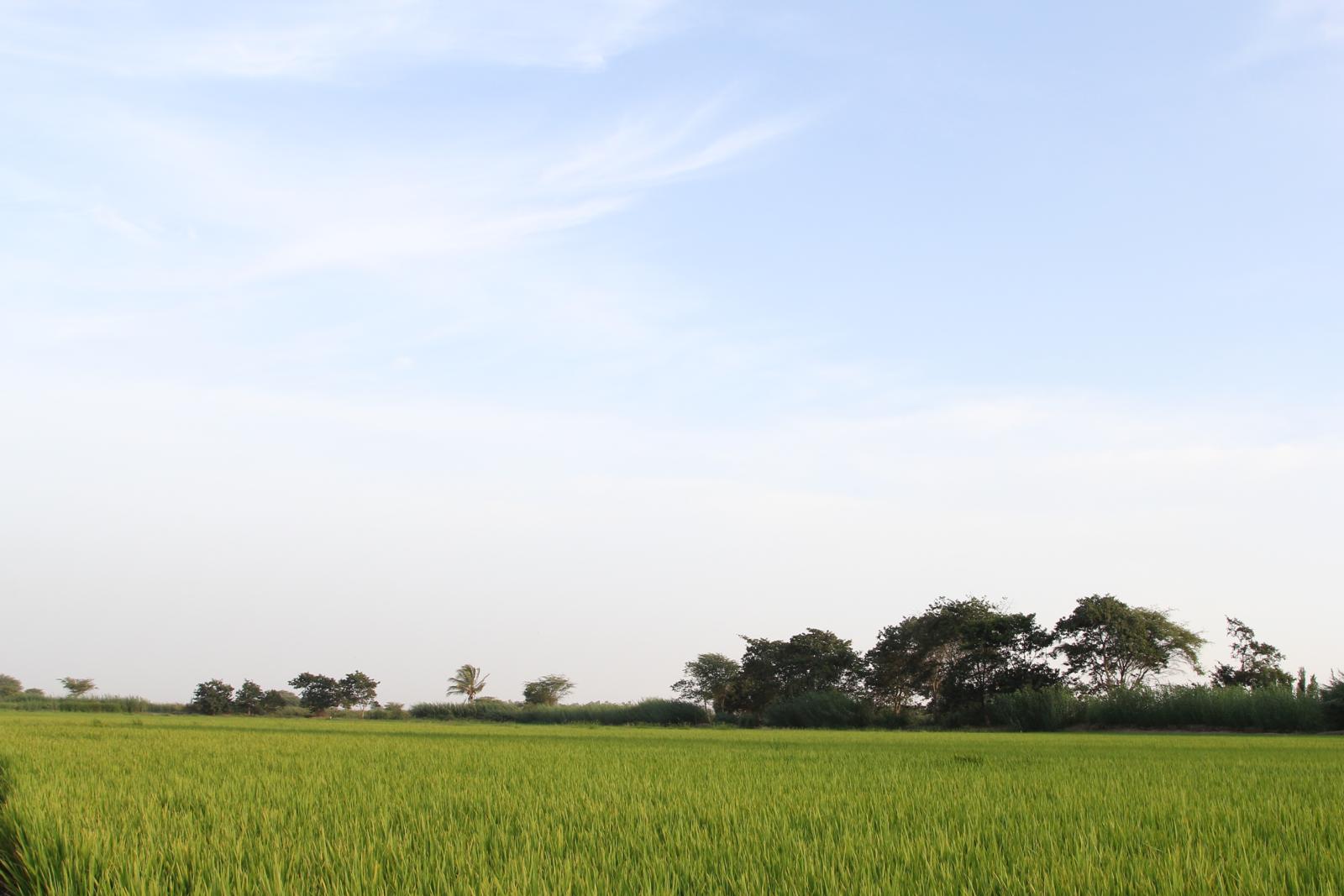 campo de arroz